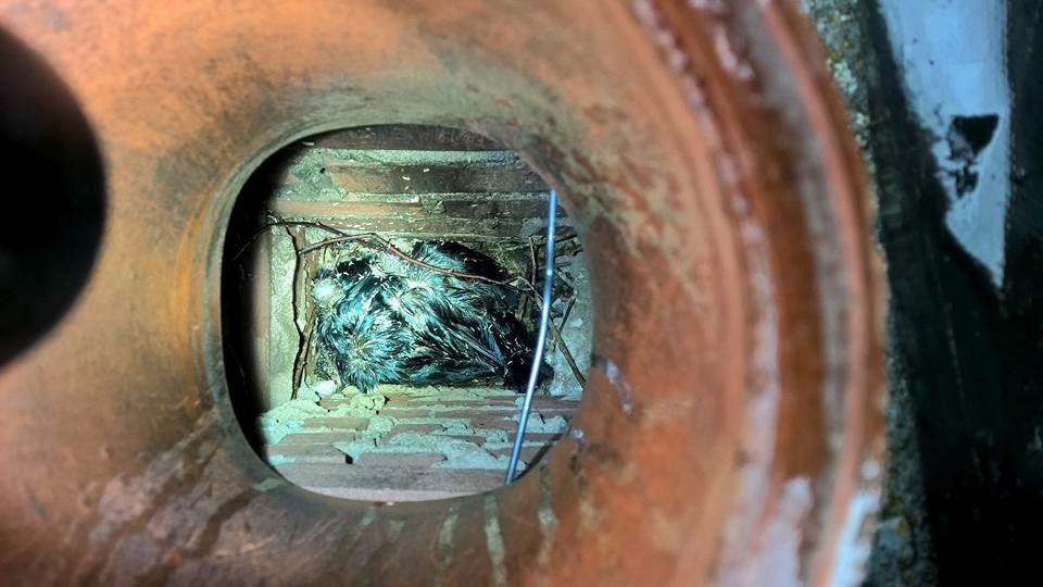Een vogelnest met takjes en een dode vogel in een rookkanaal, gezien door de aansluiting